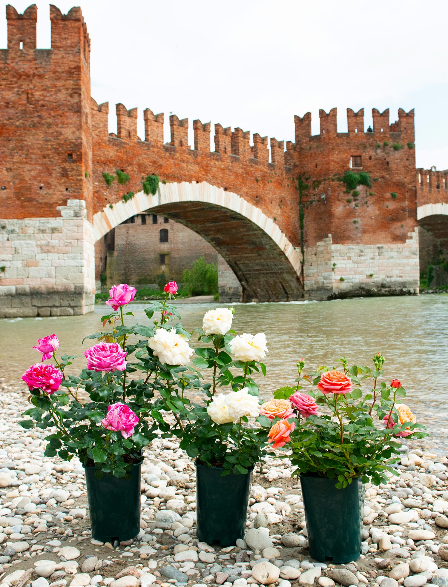 Rose speciali
