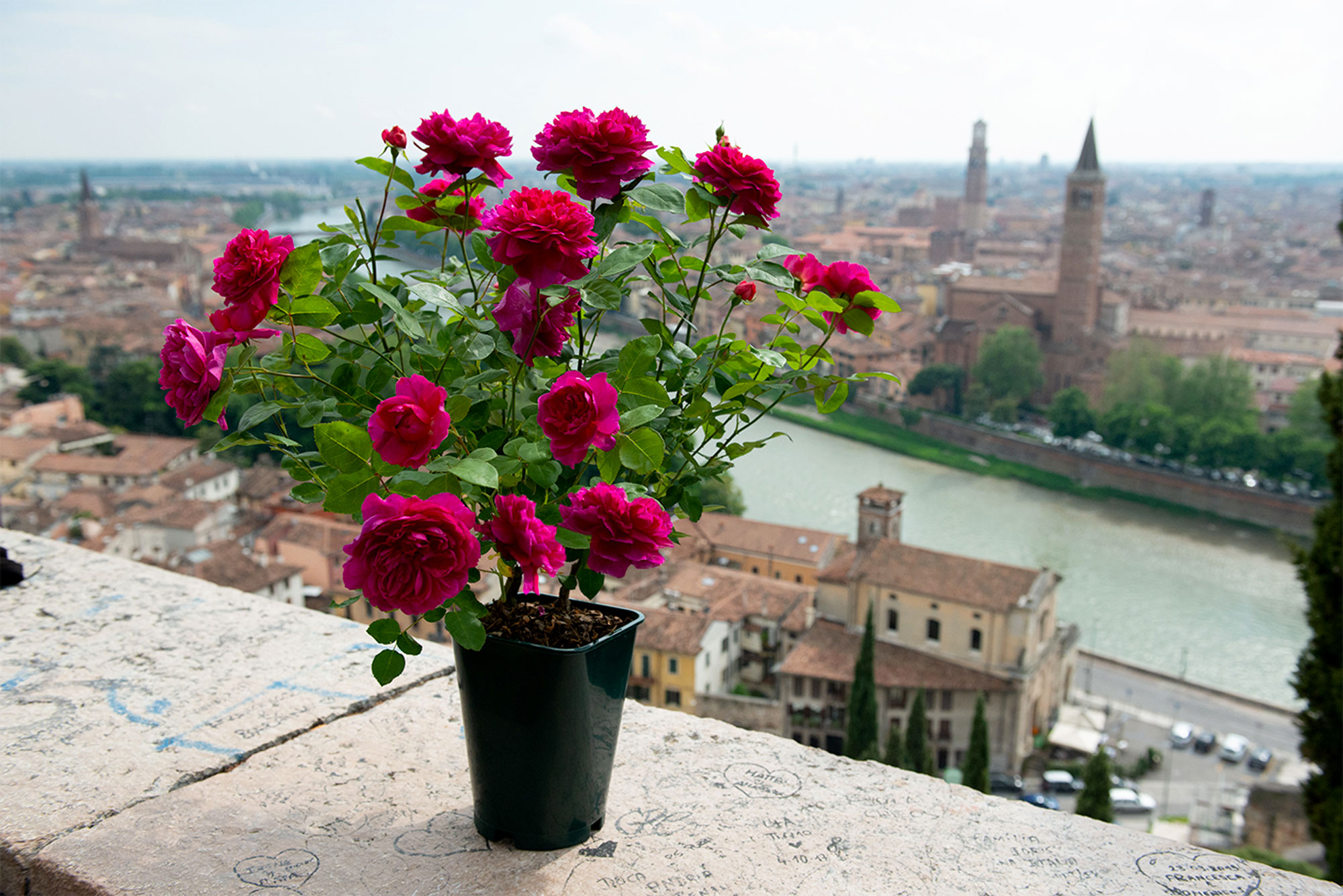 Rose Arena Vivai